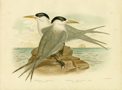 Torres Straits Tern, 1891 by Gracius Broinowski